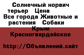 Солнечный норвич терьер › Цена ­ 35 000 - Все города Животные и растения » Собаки   . Крым,Красногвардейское